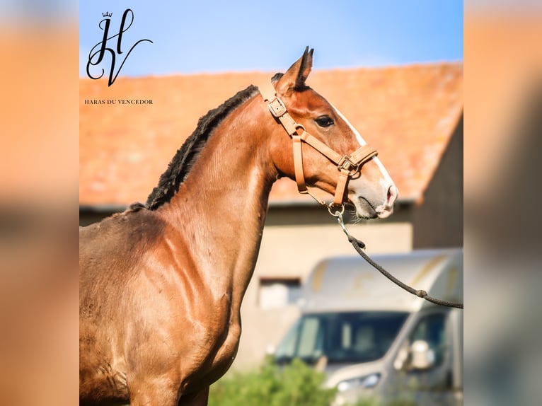 Lusitano Ogier 1 Rok Gniada in Marly-sous-Issy