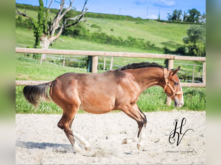 Lusitano Ogier 1 Rok Gniada in Marly-sous-Issy
