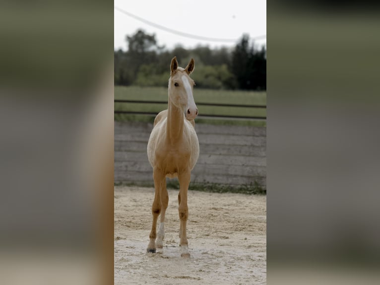 Lusitano Ogier 1 Rok Izabelowata in Grospierres