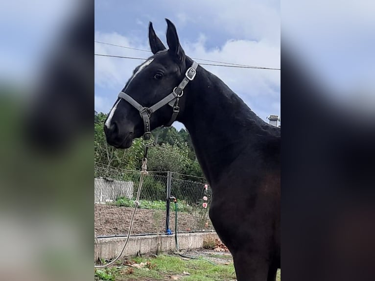 Lusitano Ogier 1 Rok Izabelowata in Grospierres