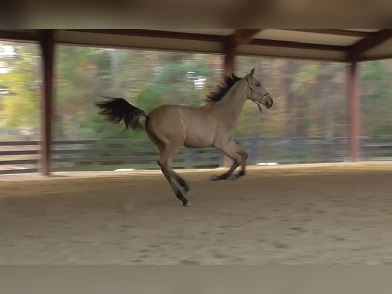 Lusitano Ogier 1 Rok Jelenia in Commerce, GA