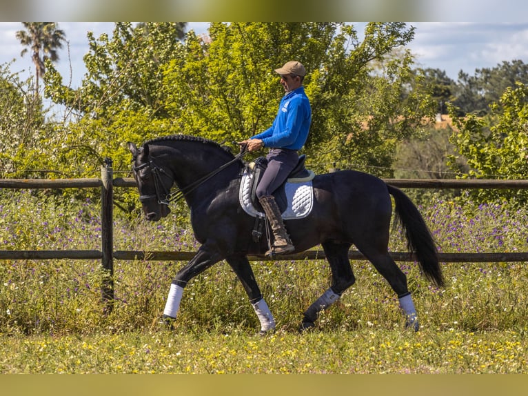 Lusitano Ogier 1 Rok in Pinhal Novo