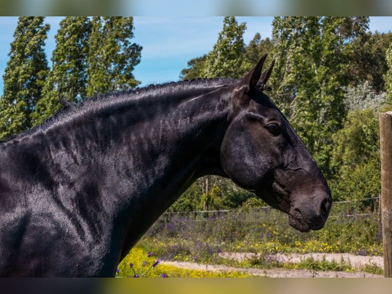 Lusitano Ogier 1 Rok in Pinhal Novo