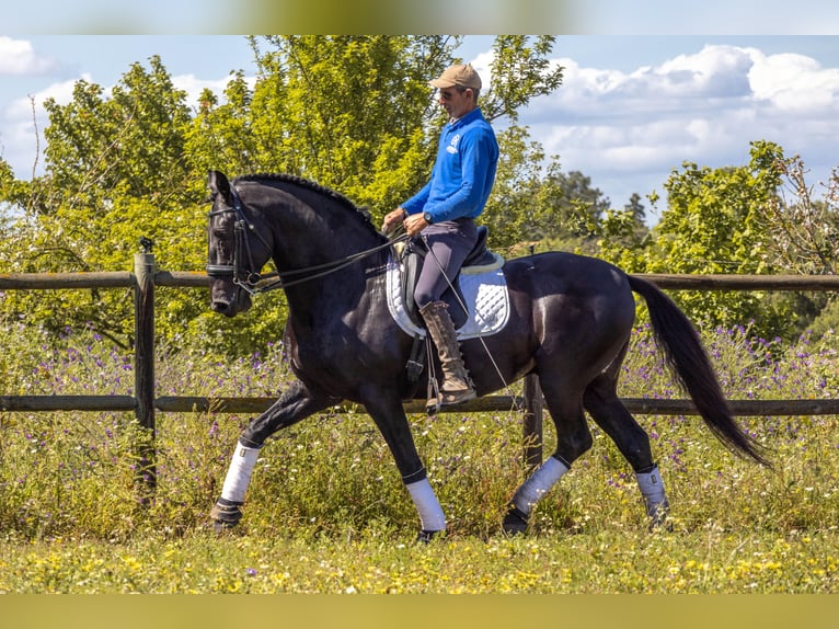 Lusitano Ogier 1 Rok in Pinhal Novo