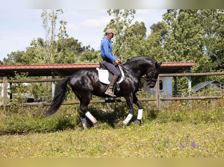 Lusitano Ogier 1 Rok in Pinhal Novo