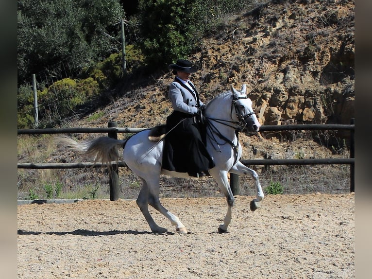 Lusitano Ogier 20 lat 160 cm Siwa in Ribamar