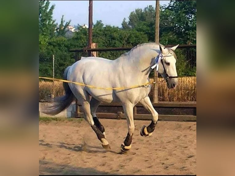 Lusitano Ogier 23 lat 160 cm Siwa in Joiselle