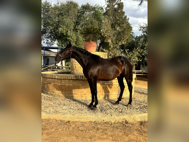 Lusitano Ogier 2 lat 150 cm Gniada in CarmonaCarmona