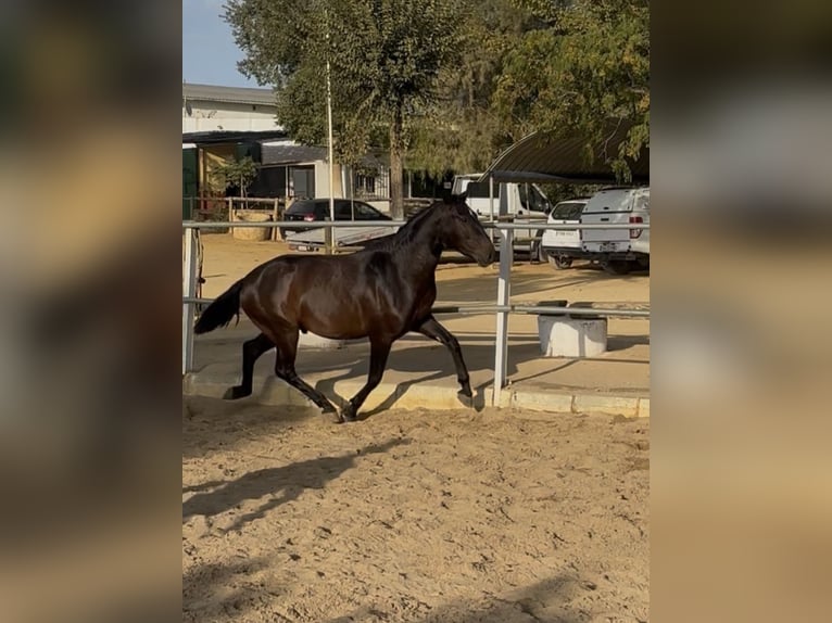Lusitano Ogier 2 lat 150 cm Gniada in CarmonaCarmona