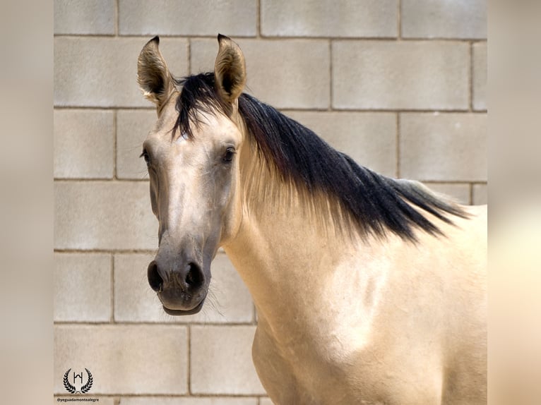 Lusitano Ogier 2 lat 155 cm Bułana in Navalperal De Pinares