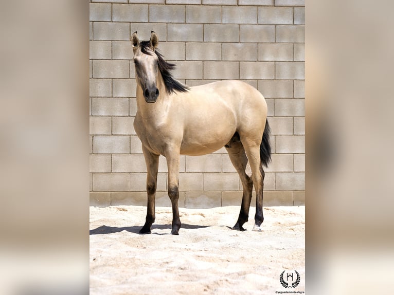 Lusitano Ogier 2 lat 155 cm Bułana in Navalperal De Pinares