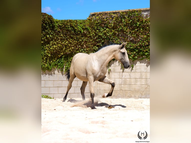 Lusitano Ogier 2 lat 155 cm Bułana in Navalperal De Pinares