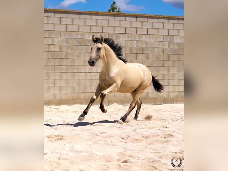 Lusitano Ogier 2 lat 155 cm Bułana in Navalperal De Pinares