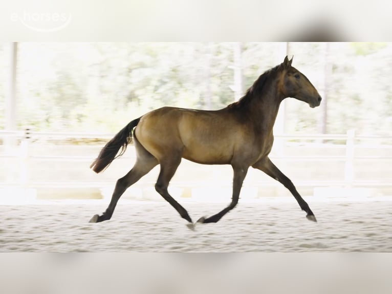 Lusitano Ogier 2 lat 155 cm Jelenia in Caldas da Rainha