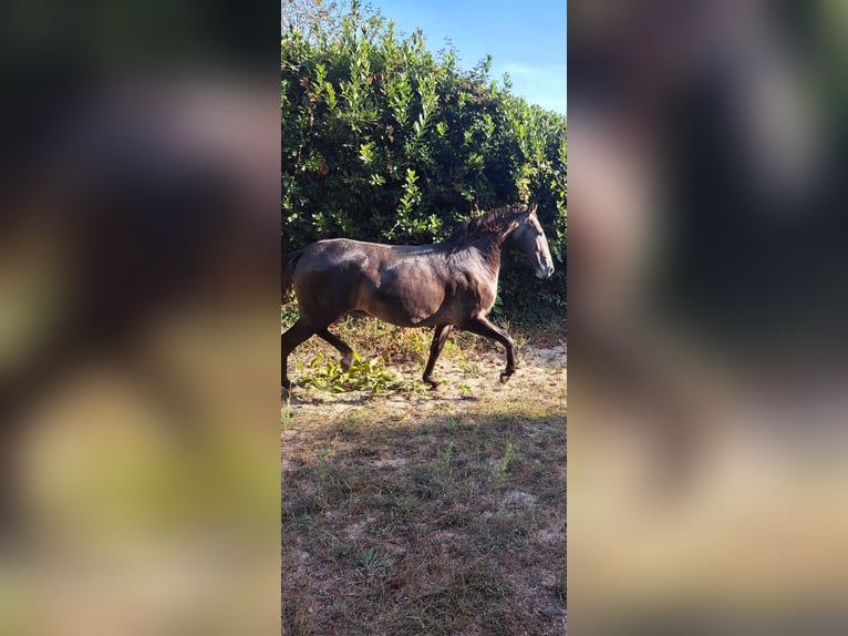 Lusitano Ogier 2 lat 155 cm Siwa in Poligono Industrial A Tomada