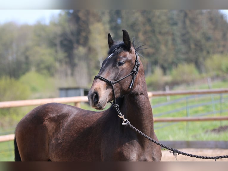 Lusitano Ogier 2 lat 155 cm in Postfeld