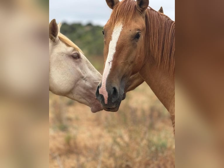 Lusitano Ogier 2 lat 157 cm Bułana in Lagos