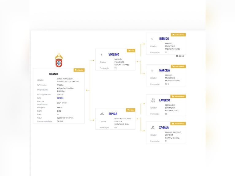 Lusitano Ogier 2 lat 158 cm Kara in Las Piñas