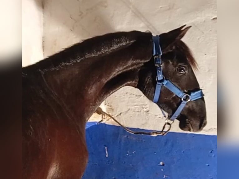 Lusitano Ogier 2 lat 158 cm Kara in Las Piñas