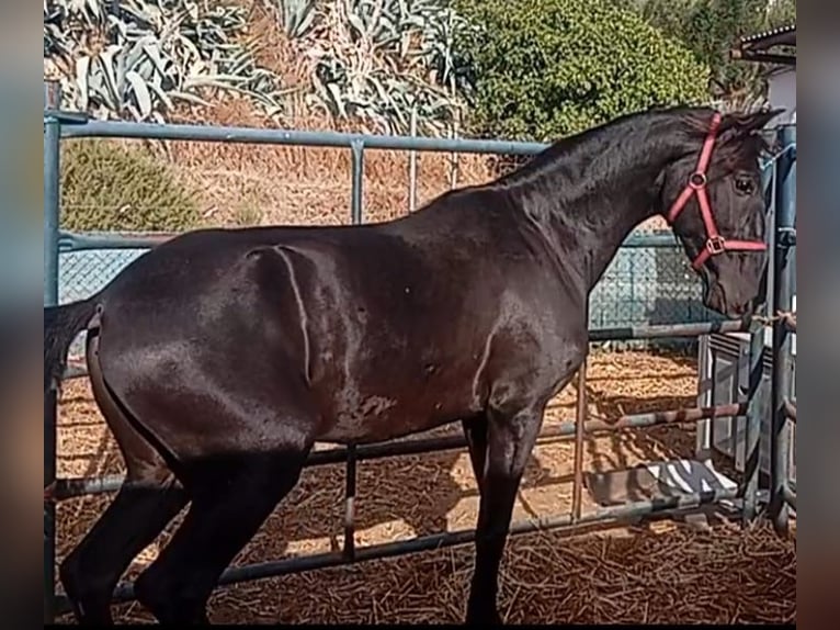 Lusitano Ogier 2 lat 158 cm Kara in Las Piñas