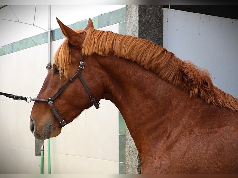 Lusitano Ogier 2 lat 159 cm Kasztanowata in Ribamar