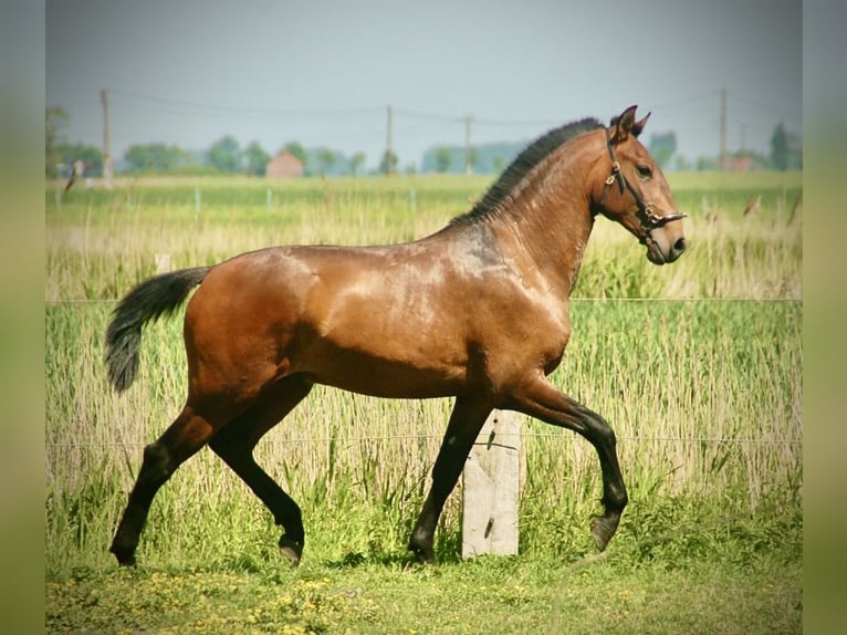 Lusitano Ogier 2 lat 160 cm Gniada in Bredene