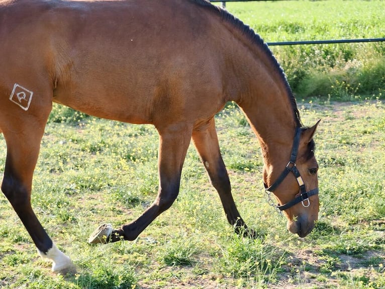 Lusitano Ogier 2 lat 160 cm Gniada in Navas Del Madroño