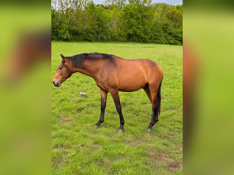Lusitano Ogier 2 lat 160 cm Jelenia in Herborn