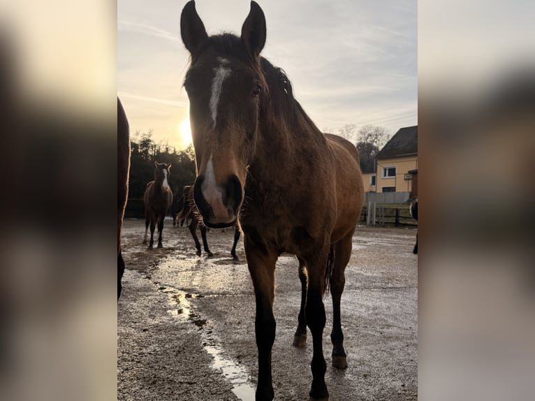 Lusitano Ogier 2 lat 161 cm Jelenia in Herborn