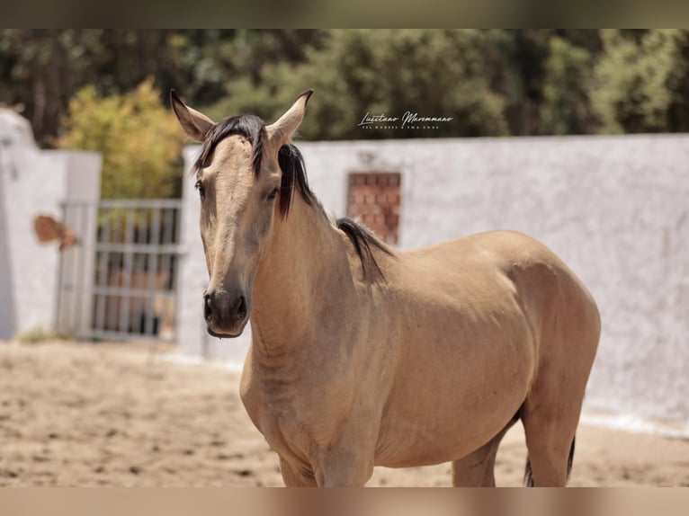 Lusitano Ogier 2 lat 161 cm Jelenia in Rio Maior