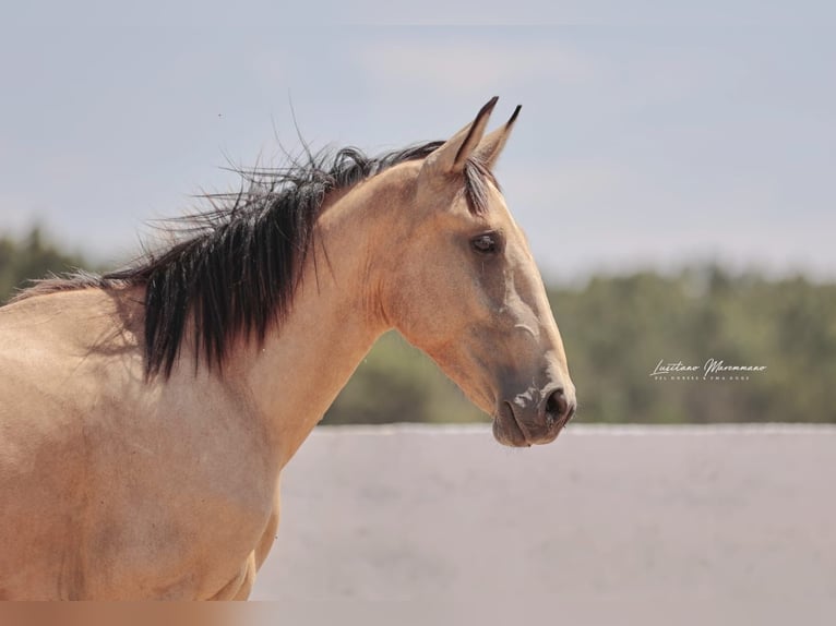 Lusitano Ogier 2 lat 161 cm Jelenia in Rio Maior