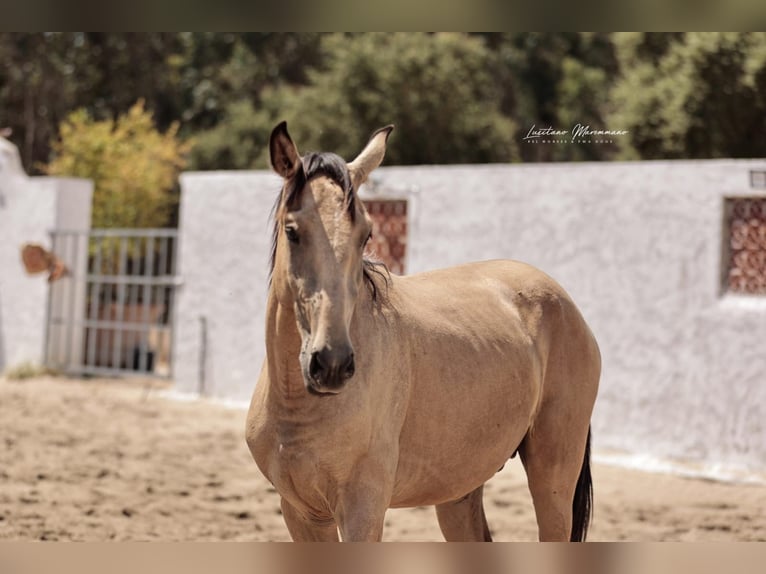 Lusitano Ogier 2 lat 161 cm Jelenia in Rio Maior
