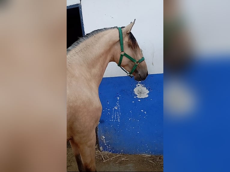 Lusitano Ogier 2 lat 162 cm Bułana in Alcala Del Valle