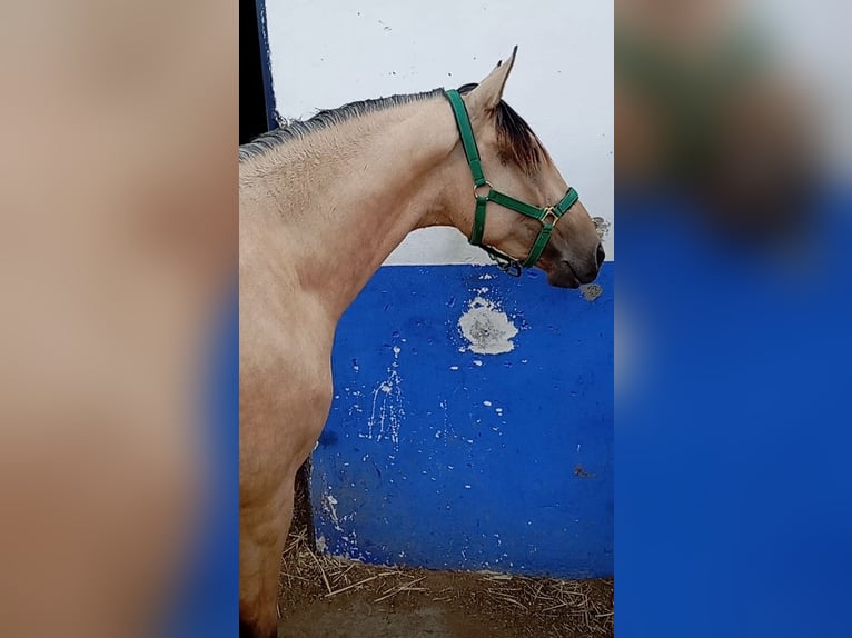 Lusitano Ogier 2 lat 162 cm Bułana in Alcala Del Valle