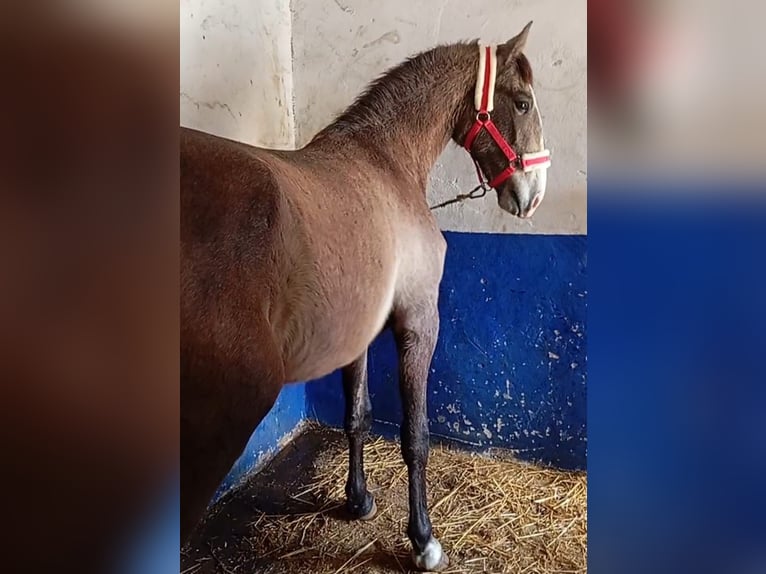 Lusitano Ogier 2 lat 163 cm Siwa in Las Piñas