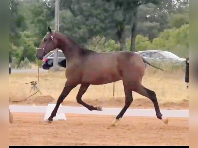 Lusitano Ogier 2 lat 164 cm Gniada in Idanha-A-Nova