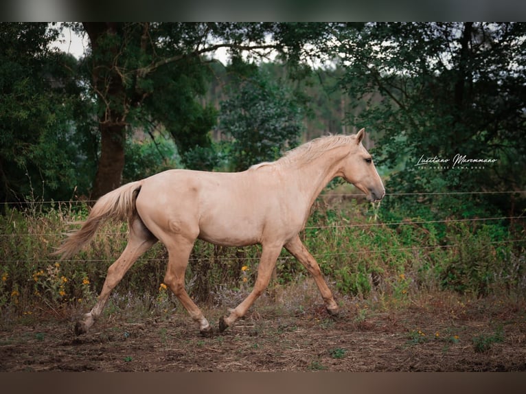Lusitano Ogier 2 lat 165 cm Izabelowata in Rio Maior