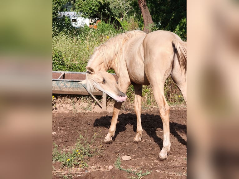 Lusitano Ogier 2 lat 165 cm Izabelowata in Rio Maior