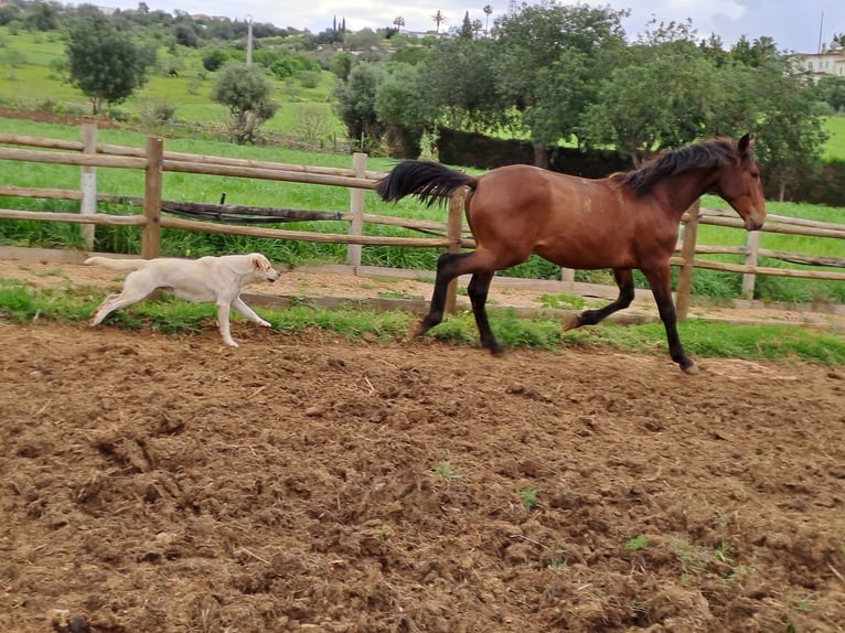 Lusitano Ogier 2 lat 165 cm Kasztanowata in Pera