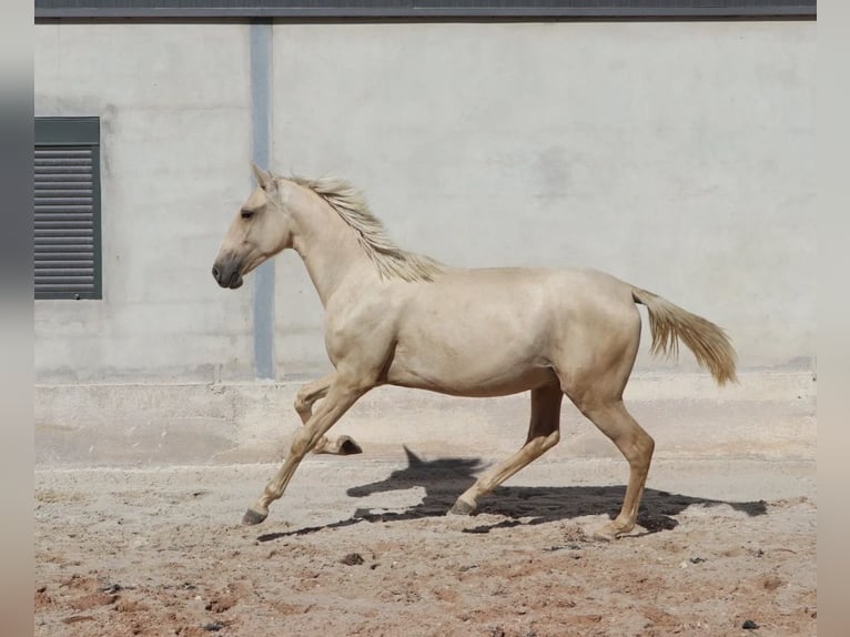 Lusitano Ogier 2 lat 166 cm Izabelowata in Rio Maior