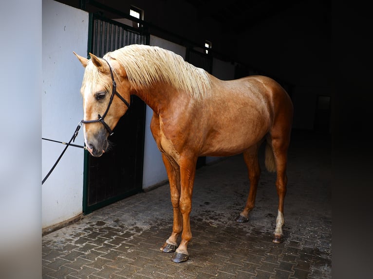 Lusitano Ogier 2 lat 170 cm Izabelowata in Ribamar