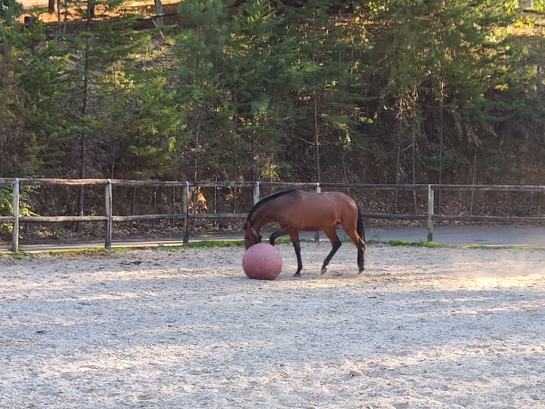 Lusitano Ogier 2 lat Gniada in Cacheina