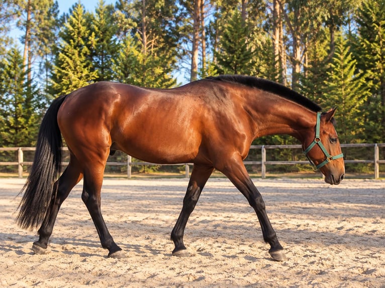 Lusitano Ogier 2 lat Gniada in Cacheina