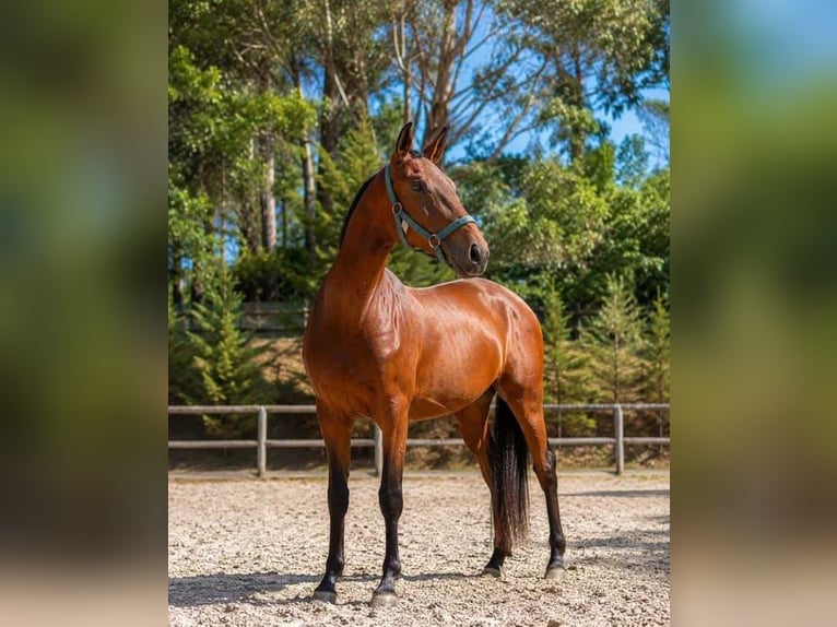 Lusitano Ogier 2 lat Gniada in Cacheina