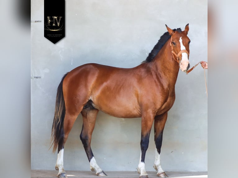 Lusitano Ogier 2 lat Gniada in Grury