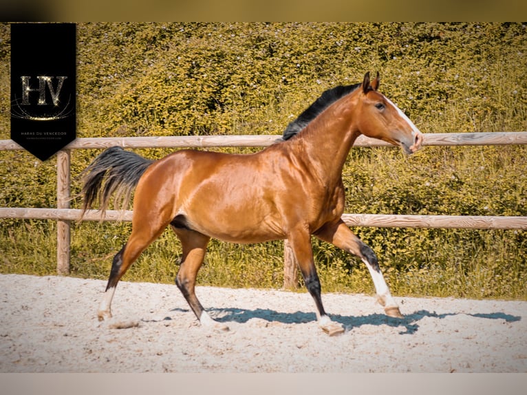 Lusitano Ogier 2 lat Gniada in Grury