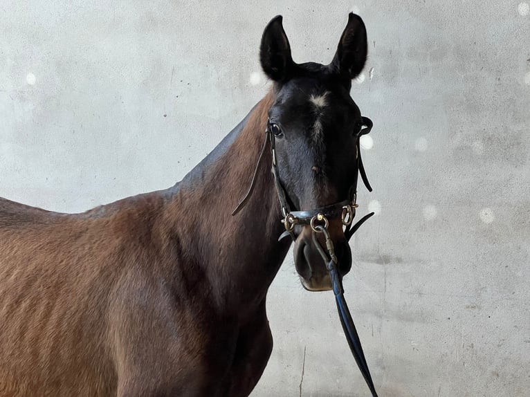 Lusitano Ogier 2 lat Siwa in Ourém