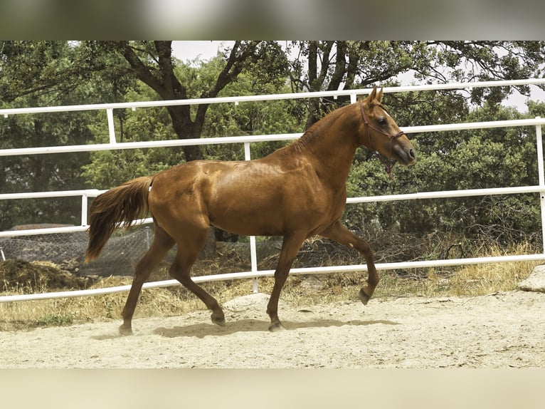 Lusitano Mix Ogier 3 lat 147 cm Kasztanowata in La Cabrera
