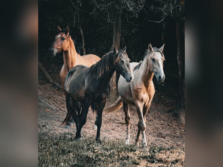 Lusitano Ogier 3 lat 153 cm Jelenia in Postfeld