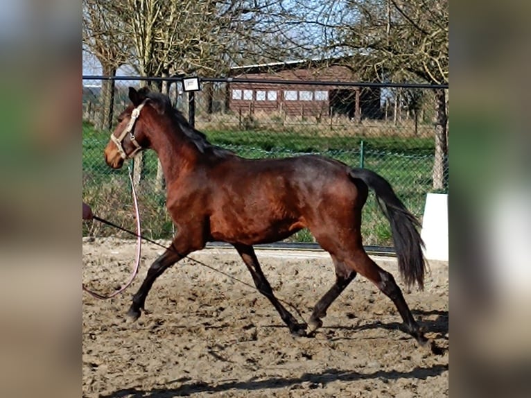 Lusitano Ogier 3 lat 158 cm Gniada in Londe